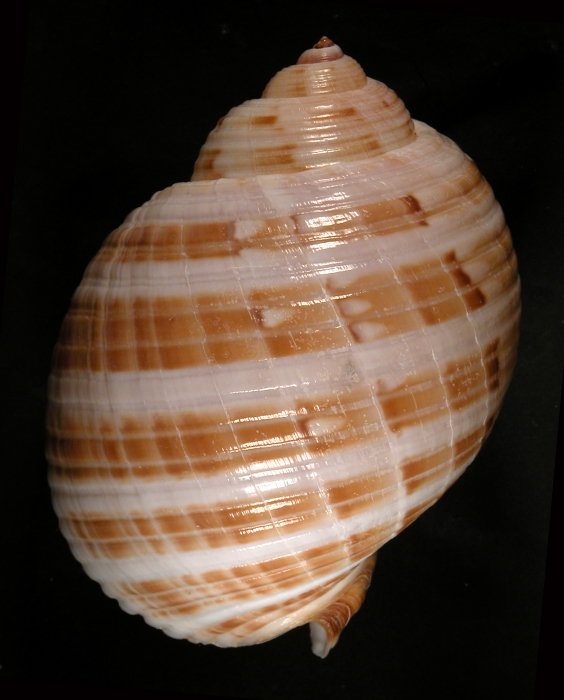 Holotype MNHN 4260 Holotype MNHN 4260
