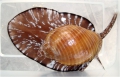 Mollusca (molluscs)