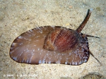 Caenogastropoda