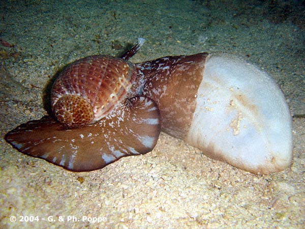 Tonna perdix (Linnaeus, 1758) - Live - Feeding on Holothurian