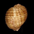 Mollusca (molluscs)