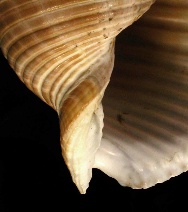 Typical fasciole Typical fasciole