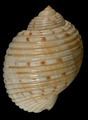 Mollusca (molluscs)