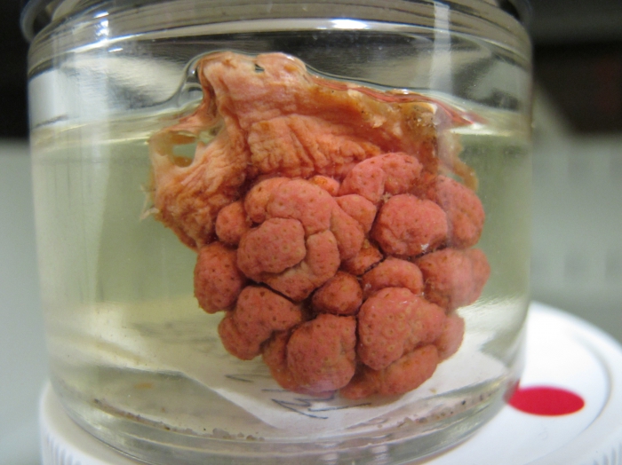 Gersemia rubiformis Gersemia rubiformis