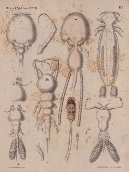 Van Beneden (1871, pl. 1) Van Beneden (1871, pl. 1)