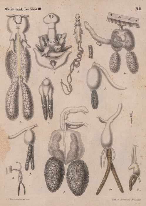 Van Beneden (1871, pl. 2) Van Beneden (1871, pl. 2)