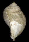 Holotype NMNH-SI 51385