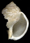 Holotype NMNH-SI 51385