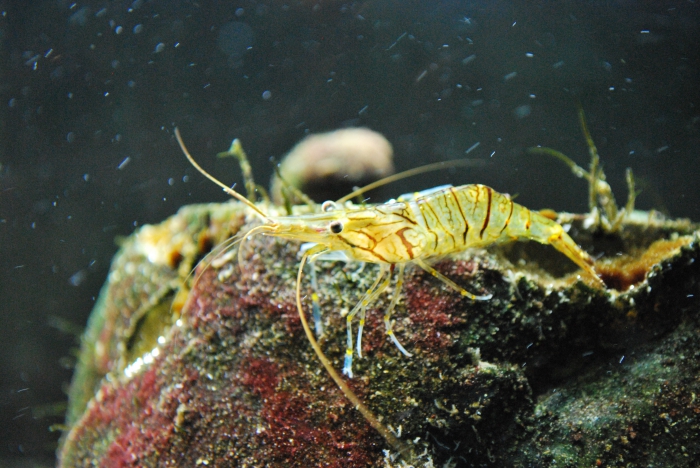 Aquarium publique de Bruxelles - Belgium -5