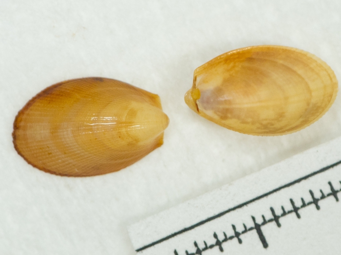 Limatula subovata Limatula subovata