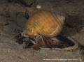 Mollusca (molluscs)