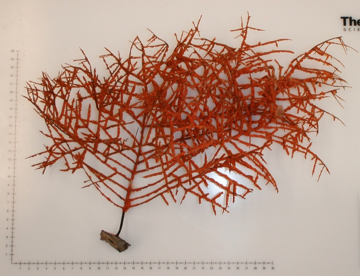 Stauropathes cf. arctica Stauropathes cf. arctica