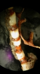 Acanella arbuscula