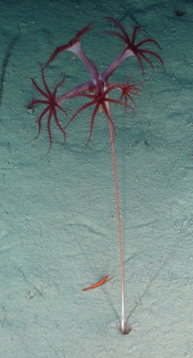 Umbellula Umbellula