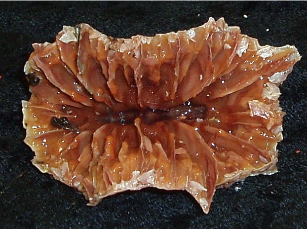 Flabellum alabastrum Flabellum alabastrum