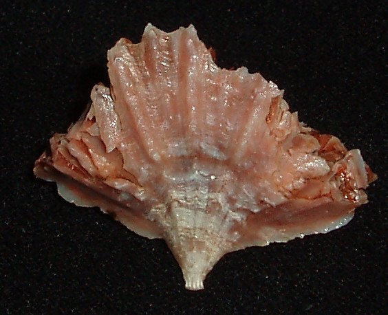 Flabellum alabastrum Flabellum alabastrum