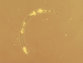 Chromista - Bacillariophyceae (diatoms)