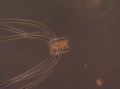 Chromista - Bacillariophyceae (diatoms)