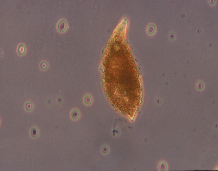 Gyrodinium Gyrodinium