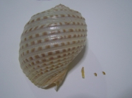 Shell periostracum, animal radula string and jaws