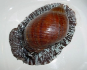 Tonna pennata (Mch, 1853) - live