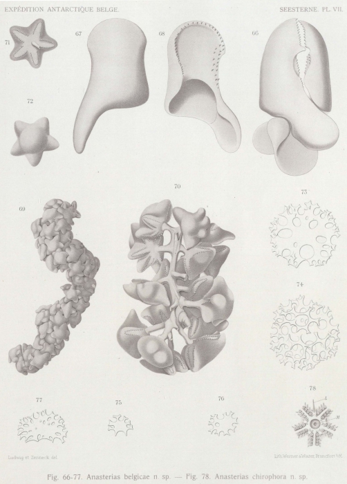 Ludwig (1903, tafel 7) 