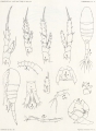 Crustacea (crustaceans)