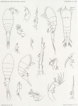 Copepoda