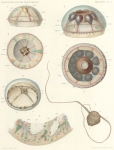 Hydrozoa (hydroids)