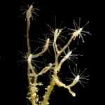 Cordylophora caspia - detail colony