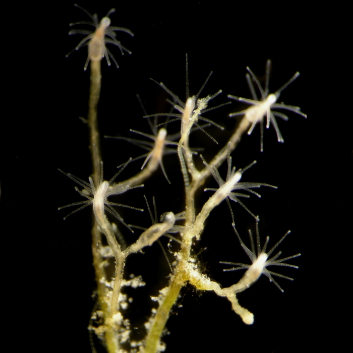Cordylophora caspia - detail colony Cordylophora caspia - detail colony