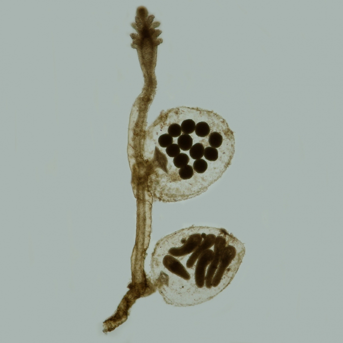 Cordylophora caspia - female gonophore Cordylophora caspia - female gonophore