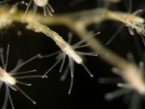 Cordylophora caspia - detail colony