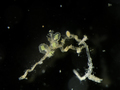 Hydrozoa (hydroids)