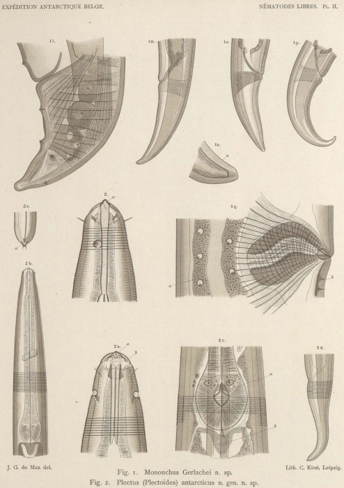 De Man (1904, pl. 02) De Man (1904, pl. 02)