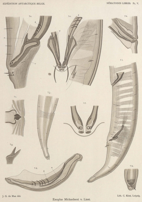De Man (1904, pl. 05) De Man (1904, pl. 05)
