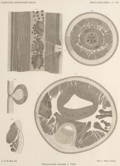 De Man (1904, pl. 08)