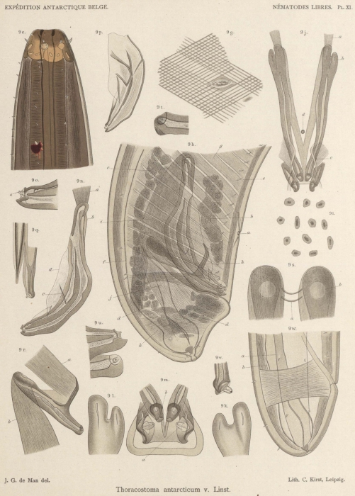 De Man (1904, pl. 11) De Man (1904, pl. 11)