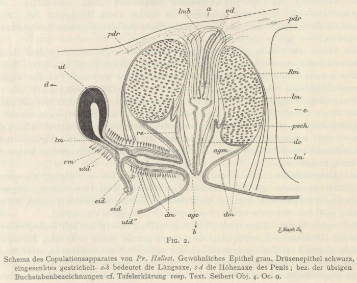 Böhmig (1908, fig. 2) Böhmig (1908, fig. 2)