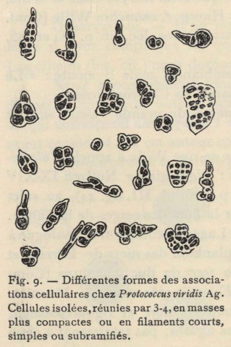 De Wildeman (1935, fig. 09) De Wildeman (1935, fig. 09)