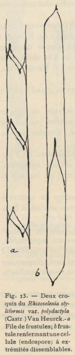 De Wildeman (1935, fig. 13)