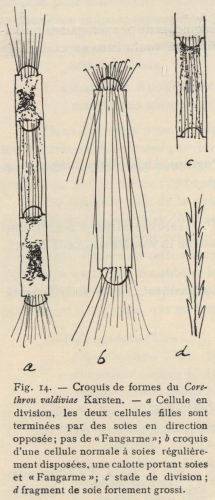 De Wildeman (1935, fig. 14)