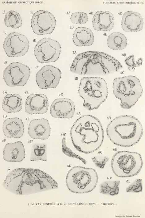 Van Beneden, de Selys Longchamps (1940, pl. 04)