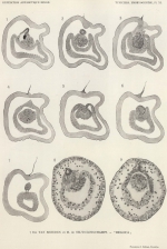 Van Beneden, de Selys Longchamps (1940, pl. 11)