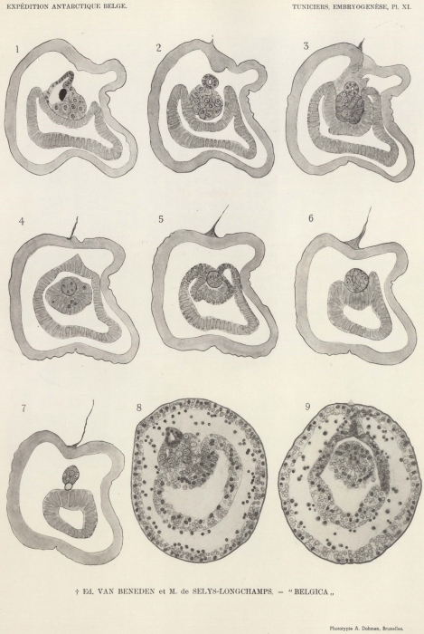 Van Beneden, de Selys Longchamps (1940, pl. 11)