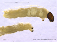 Telmatogeton japonicus larva