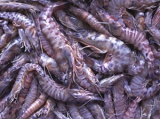 Erythrean penaeid prawns, author: BIOMARE Newsletter