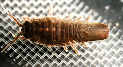 Idotea metallica Bosc, 1802 Idotea metallica Bosc, 1802