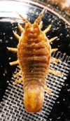 Idotea metallica Bosc, 1802 Idotea metallica Bosc, 1802