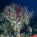 Anthozoa